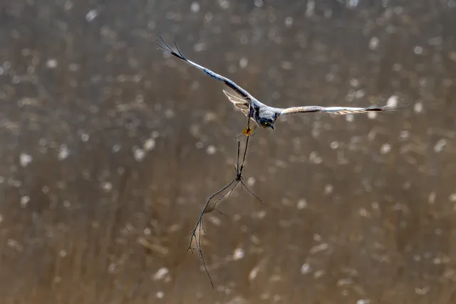 Marsh Harrier with building materials in flight