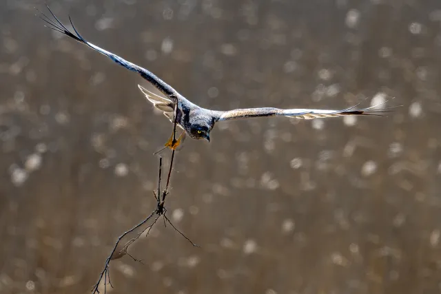 Marsh Harrier with building materials in flight