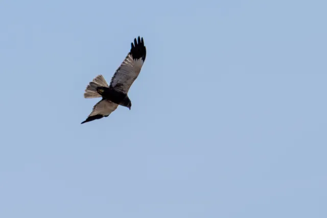 Marsh harrier in the sky