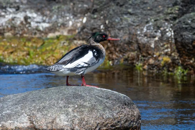 Red-breasted merganser (Mergus serrator) on Bornholm