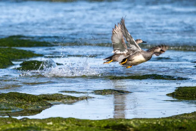 Gadwall ducks on the Baltic coast of Bornholm