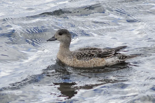 Gadwall ducks in Iceland