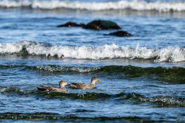 Gadwall ducks on the Baltic coast of Bornholm