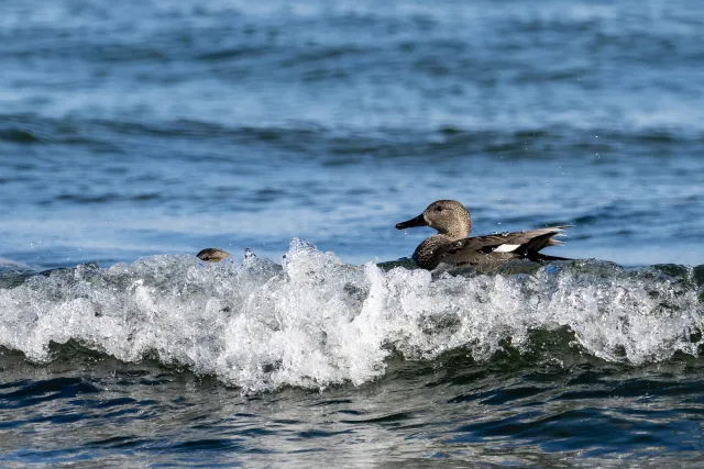 Gadwall ducks on the Baltic coast of Bornholm