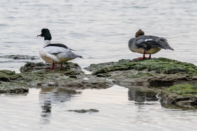 Common merganser (Mergus merganser) on the Baltic coast of Bornholm