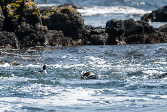 Gänsesäger (Mergus merganser) an der Ostseeküste von Bornholm