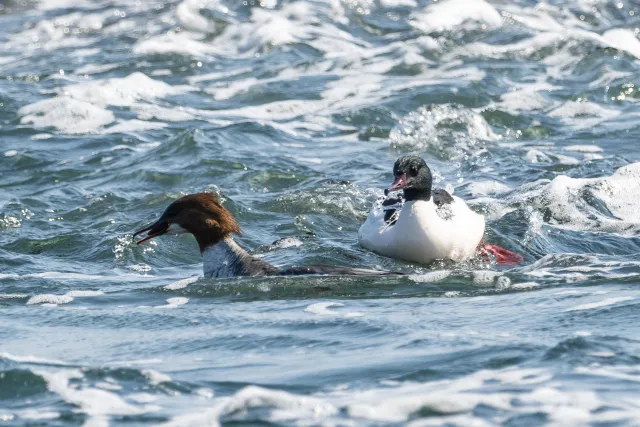 Common merganser (Mergus merganser) on the Baltic coast of Bornholm