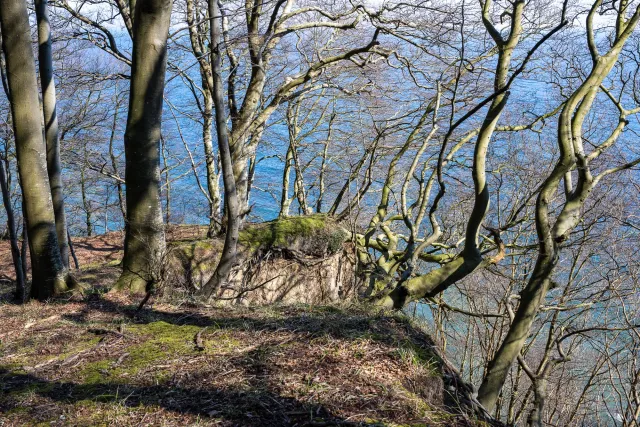 In den Buchenwäldern auf Rügen an der Küste