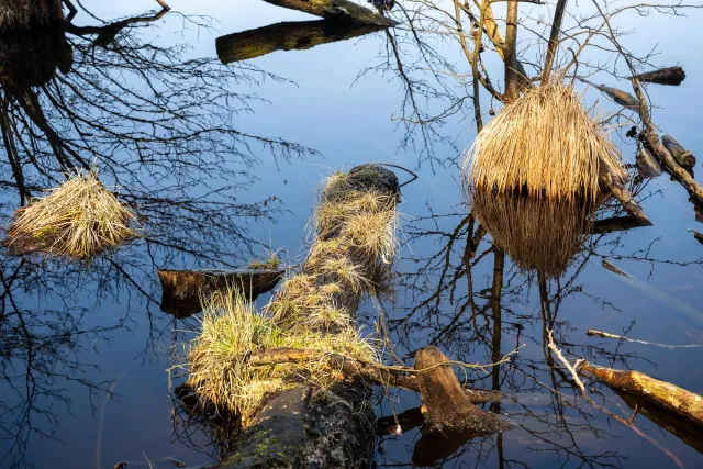 The lakes of the beech forests