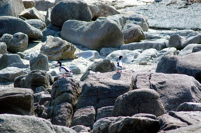 Brandgänse in der Bretagne im Jahr 2005