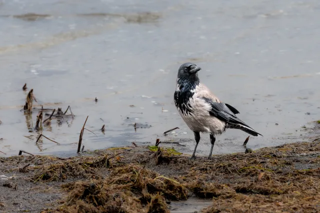 Nebelkrähe an der Ostseeküste von Rügen