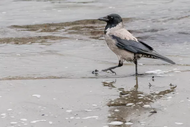 Nebelkrähe an der Ostseeküste von Rügen