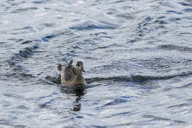 Gadwall ducks in Iceland