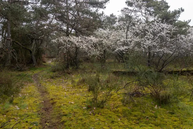 Trail from Bakkerne Havn to Snogebæk