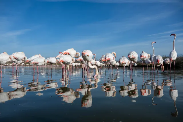 Auge in Auge mit den Flamingos