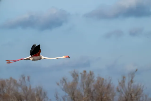 Flying greater flamingos