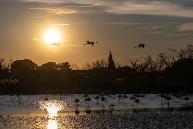 Flying greater flamingos at sunset