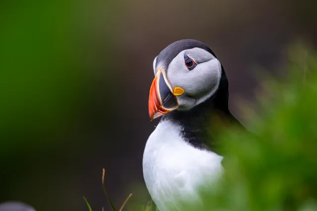 Puffins at Mulafossur waterfall